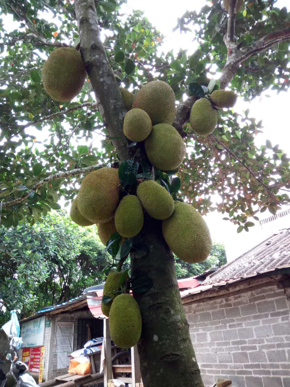 树上菠萝干苞和湿苞图片,湿苞菠萝蜜树
