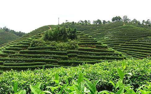 十大名茶金骏眉铁观音红茶龙井,红茶的代表性名茶及产地是哪里