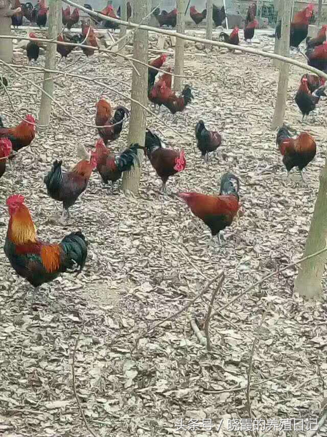 养殖户通过养鸡发家致富,农村养殖户经营