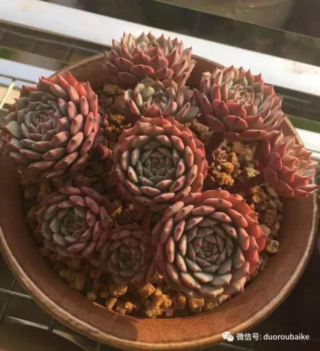 夏日多肉状态,夏天的多肉褪去了华丽的颜色