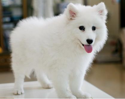 银狐犬大概多少钱,银狐犬一般多少钱一只呢