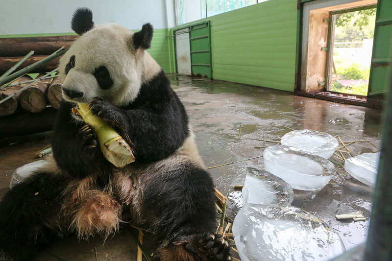 乖萌小动物,乖萌动物