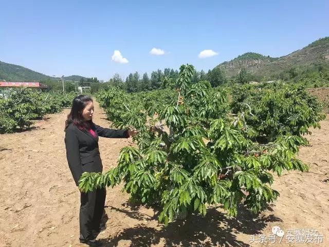 平凡岗位显风彩——记安塞区爱卫办主任倪明慧