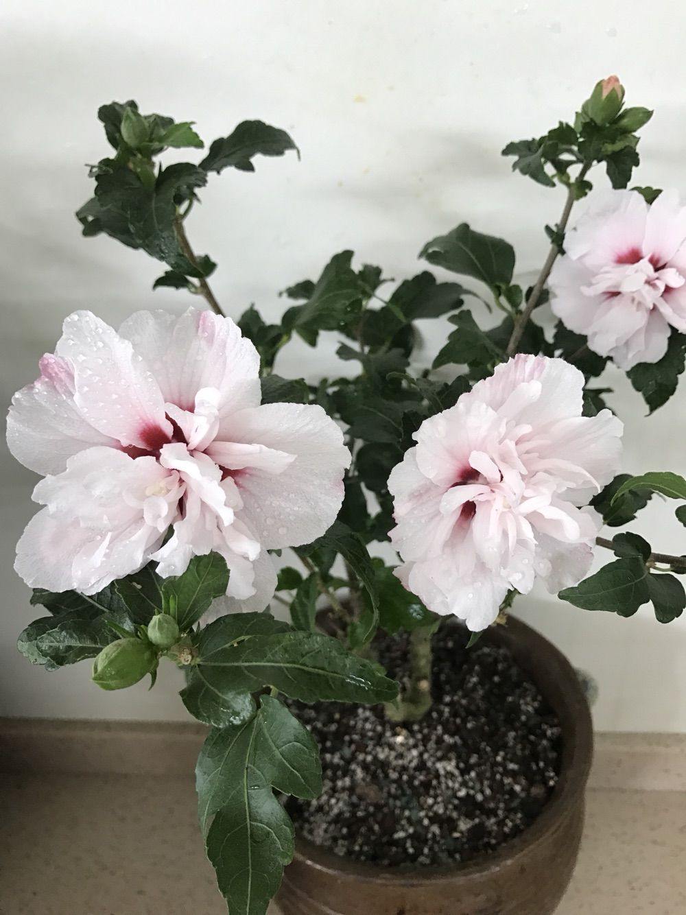 淡粉色木槿花美篇,分享木槿花之美图片