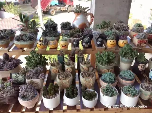 自制多肉花架最简单的方法,自制多肉花架子