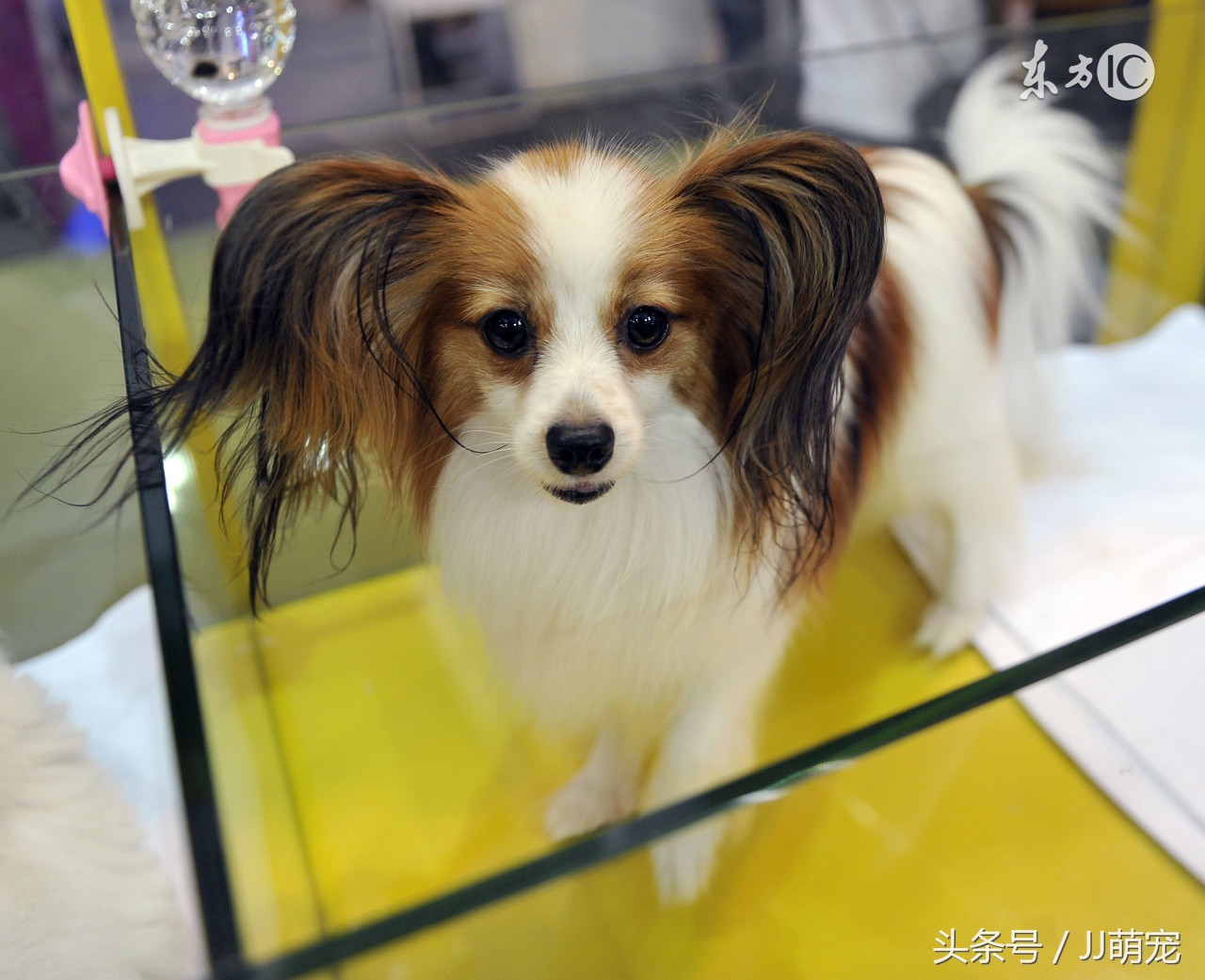 世上有多少种狗狗,世上有几种狗狗叫什么名字