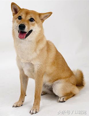 世上有多少种狗狗,世上有几种狗狗叫什么名字