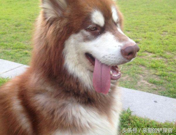 肠胃不好的狗狗如何养护,狗狗肠胃黏膜受损怎么养