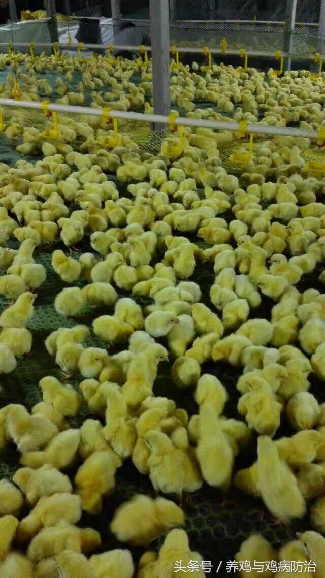 养鸡小知识雏鸡的日常管理,养鸡真假兽药教你两招辨别