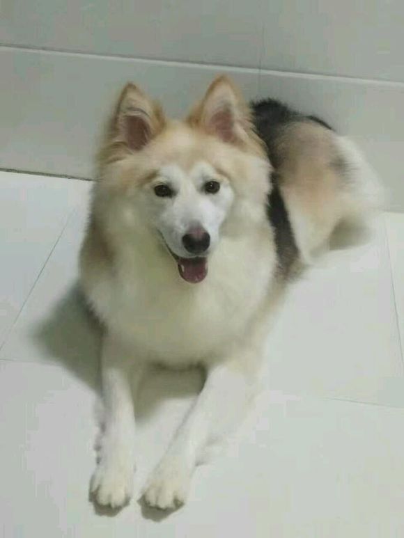萨摩耶是狐狸和狗的杂交,阿拉斯加和萨摩耶最可爱的样子
