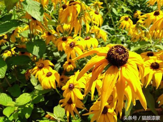 锐丽异类的上海之旅:坚果Pro畅玩迪士尼