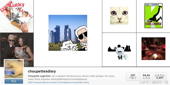 王思聪可以带狗上飞机吗 (王思聪飞机可以带狗吗)