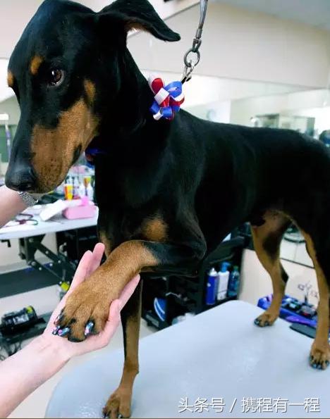 王思聪可以带狗上飞机吗 (王思聪飞机可以带狗吗)