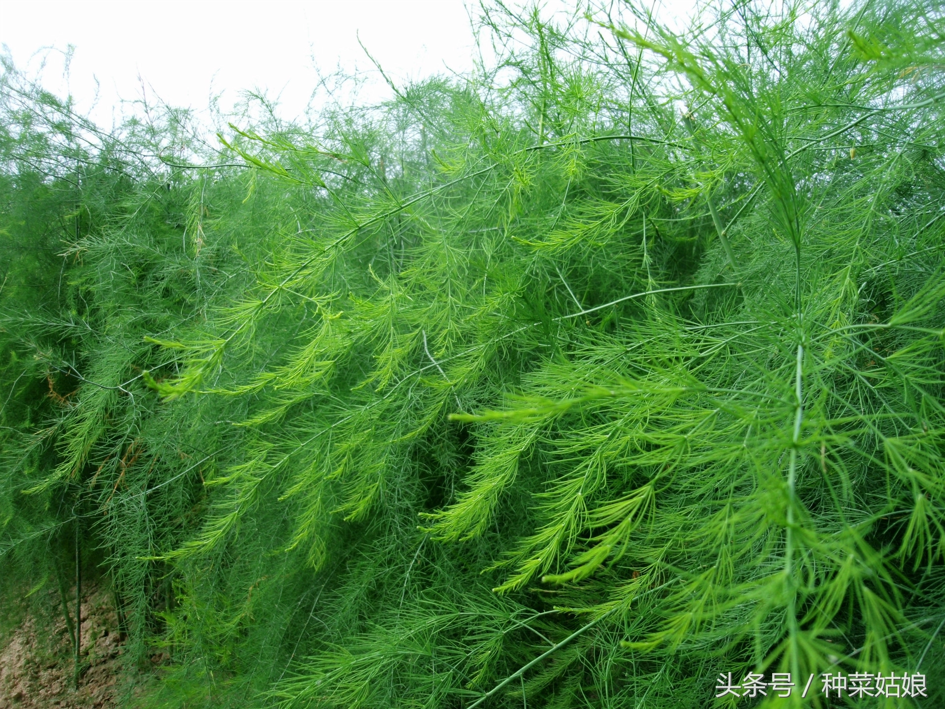 芦笋种子要怎么种植全过程,芦笋的种植时间和方法图解
