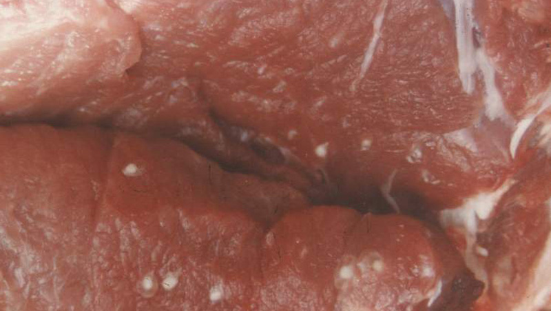 人感染猪囊虫病怎么办,人畜共患寄生虫病中的动物是什么