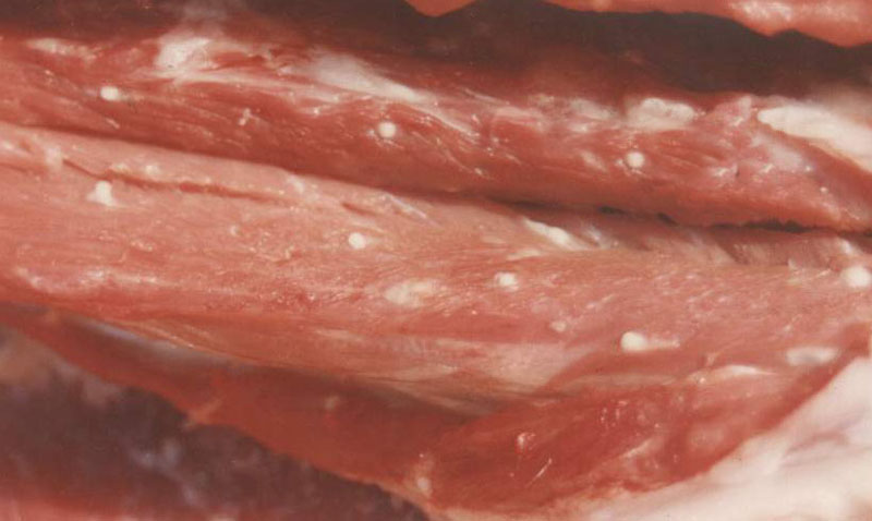 人感染猪囊虫病怎么办,人畜共患寄生虫病中的动物是什么