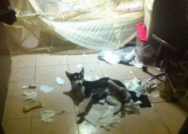 究竟为什么要养一只哈士奇这5点你看够不够