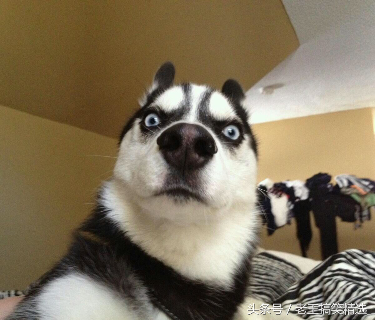 听说你不开心,听说你不开心沙雕片段