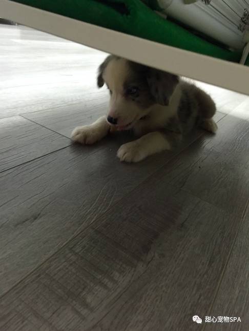 我不是“斑点狗”