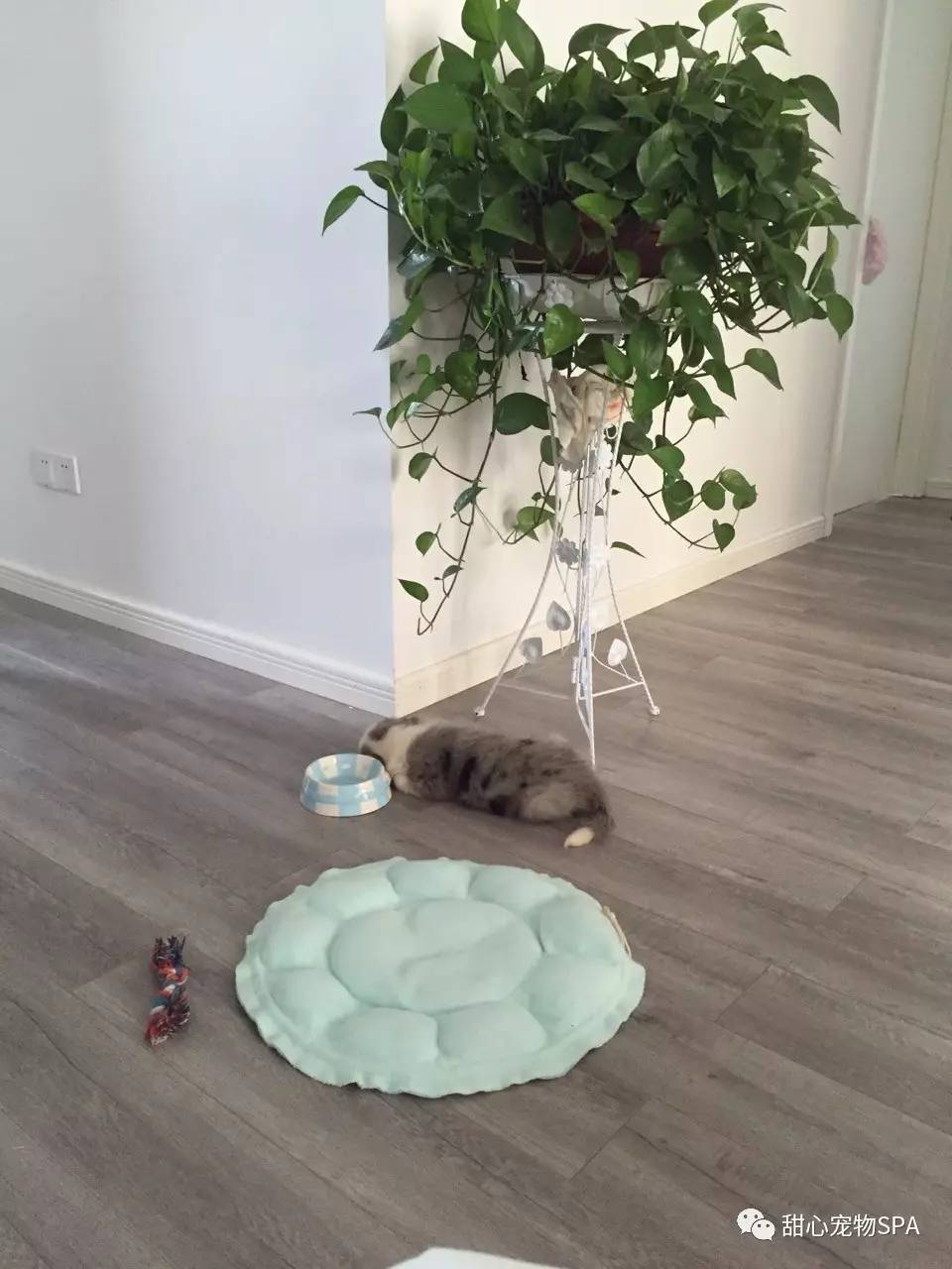 我不是“斑点狗”