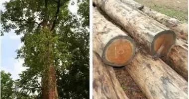 日本pola美白丸能淡黄褐斑吗,日本pola美白丸真假辨别