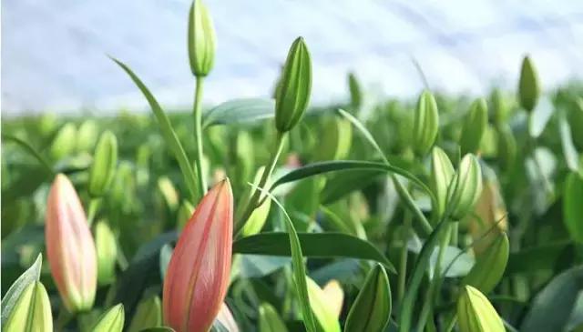 如何选择有前途的花卉行业,做花卉生意前景如何分析