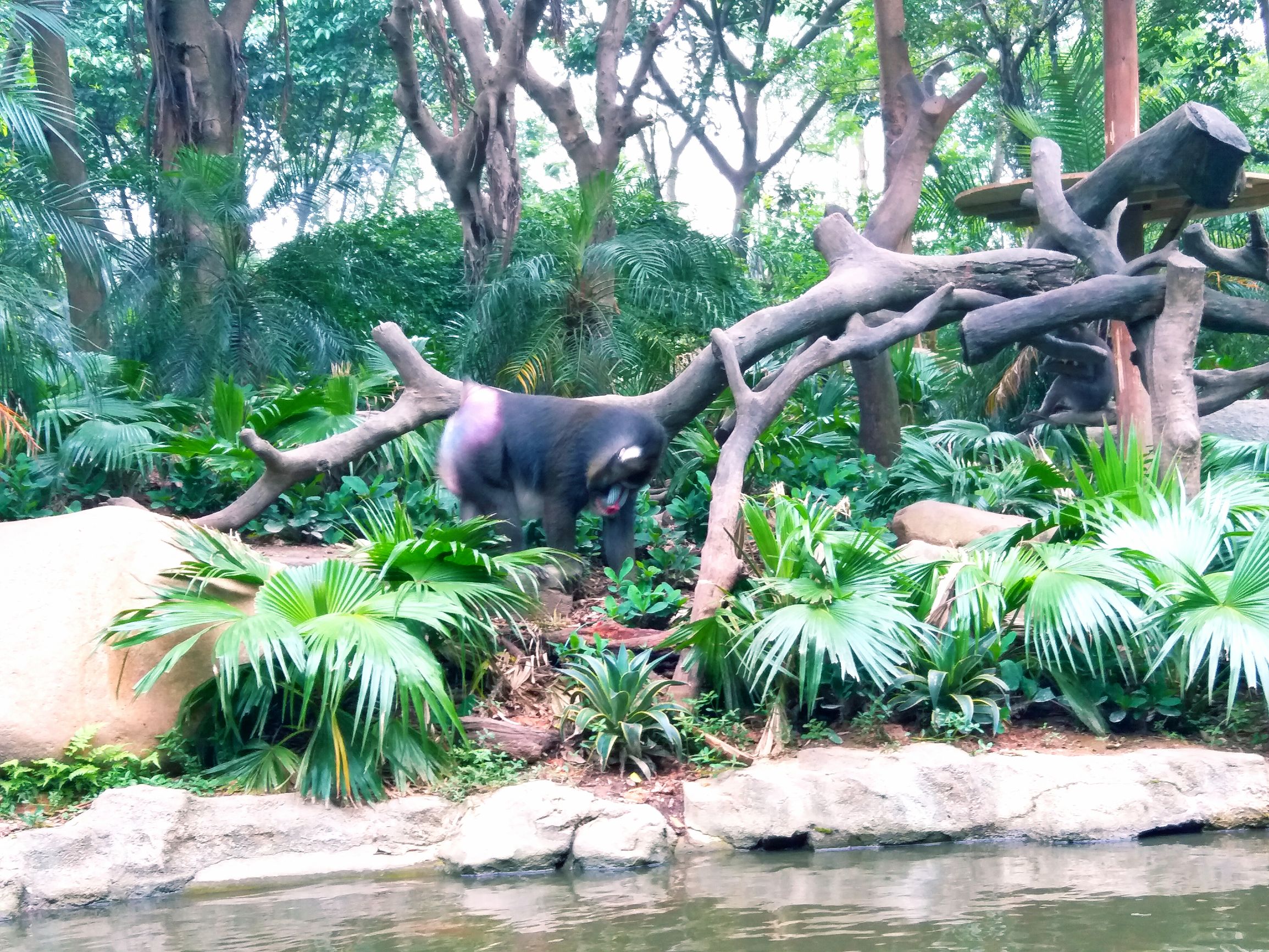 长隆野生动物世界自驾车,长隆野生动物世界免票吗