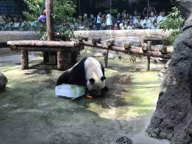 缇庡コ涓庨噹鍏界湅椋庢櫙,澶х唺鐚妧鐗涢噾涓濈尨缇婇┘