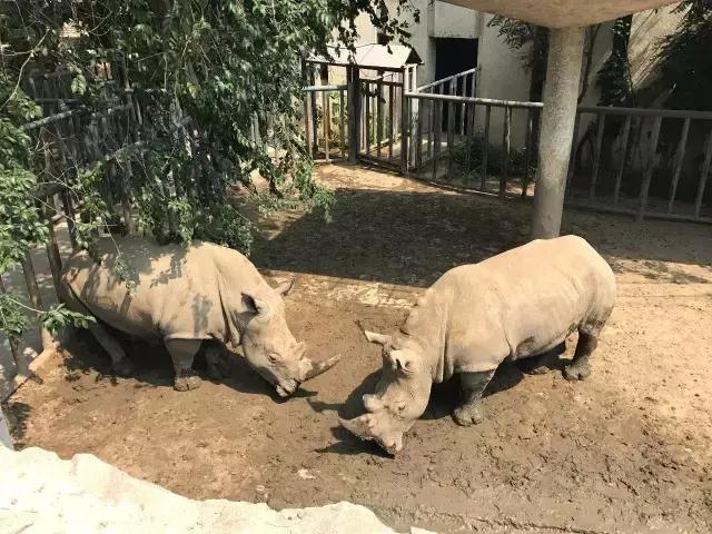 缇庡コ涓庨噹鍏界湅椋庢櫙,澶х唺鐚妧鐗涢噾涓濈尨缇婇┘