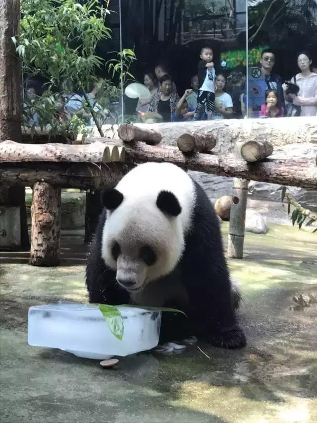 缇庡コ涓庨噹鍏界湅椋庢櫙,澶х唺鐚妧鐗涢噾涓濈尨缇婇┘