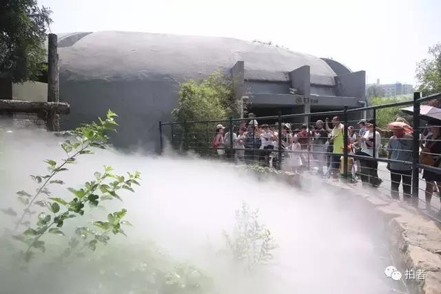 热浪来袭动物园的动物们这样消暑,热浪侵袭动物园居民各出奇招解暑