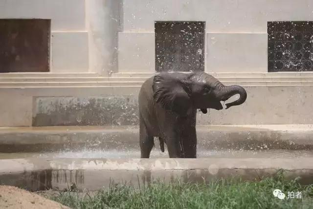 热浪来袭动物园的动物们这样消暑,热浪侵袭动物园居民各出奇招解暑