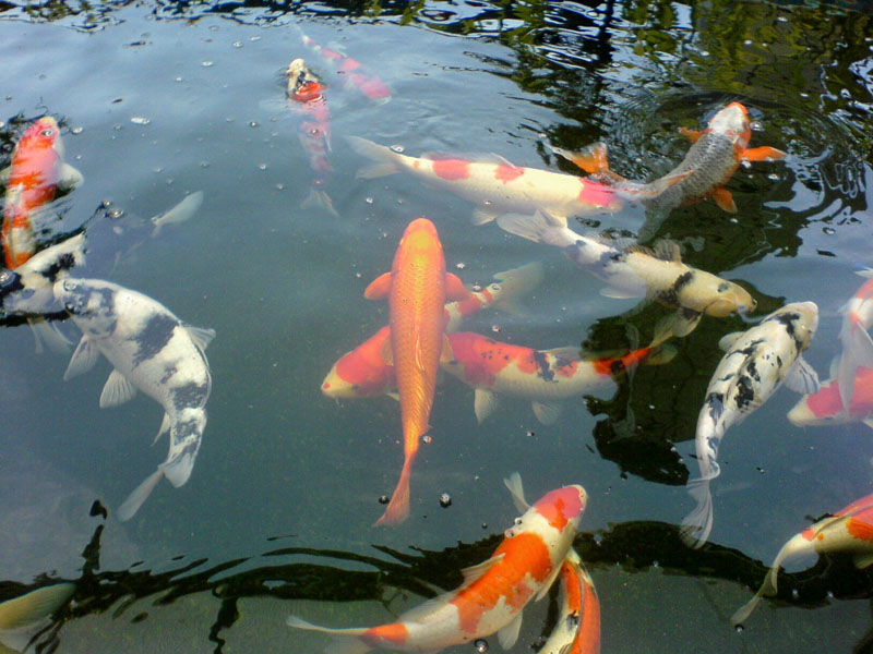 锦鲤鱼池怎么预防疾病,锦鲤常见疾病
