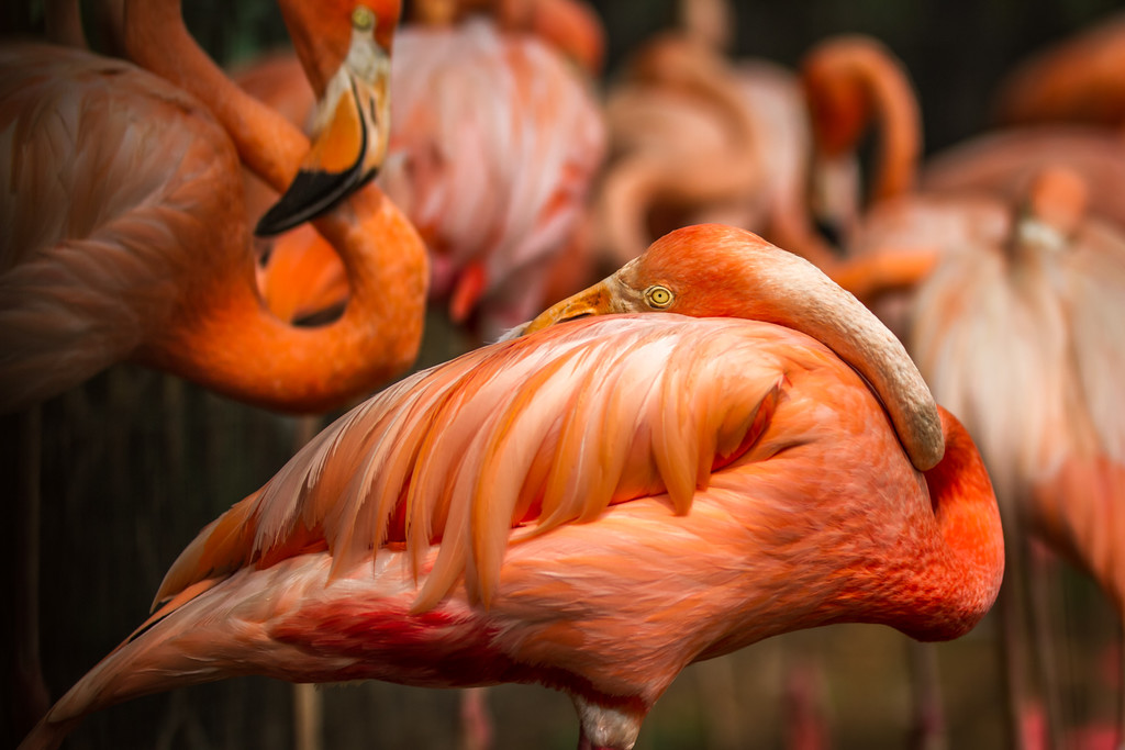 鐏儓楦熺潾姣涜啅瀵嗙⒊,鐏儓楦熺粏寰潾姣涜啅