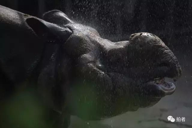 热浪来袭动物园的动物们这样消暑,热浪侵袭动物园居民各出奇招解暑