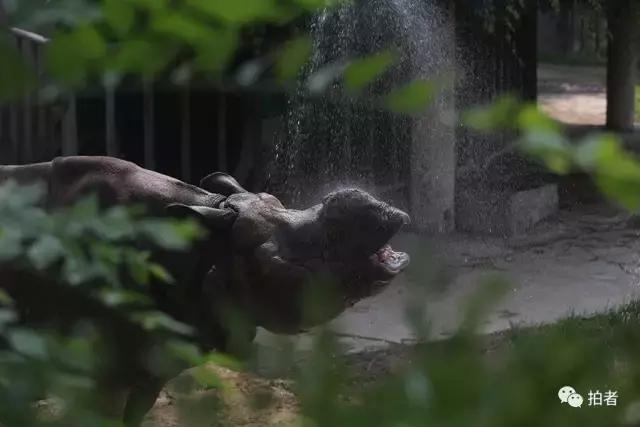 热浪来袭动物园的动物们这样消暑,热浪侵袭动物园居民各出奇招解暑
