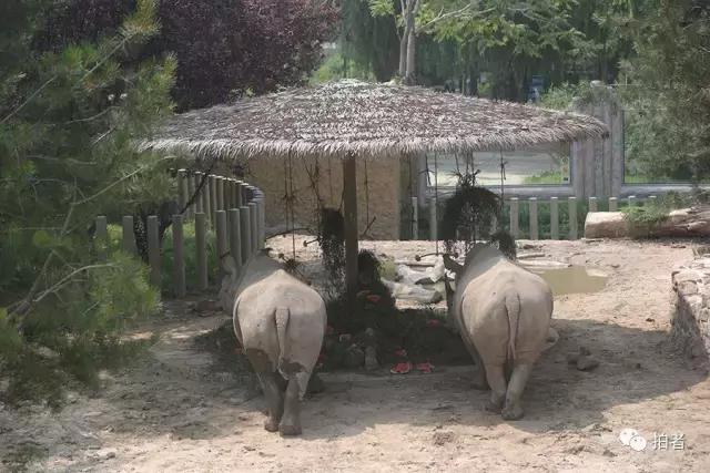 热浪来袭动物园的动物们这样消暑,热浪侵袭动物园居民各出奇招解暑
