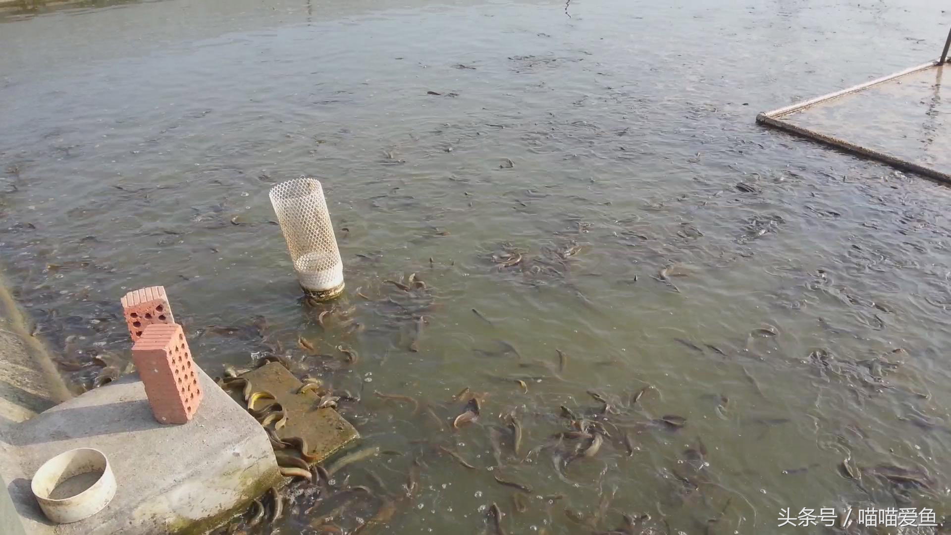 池塘养泥鳅一亩要投资多少钱,养泥鳅一亩水面要多少钱泥鳅苗