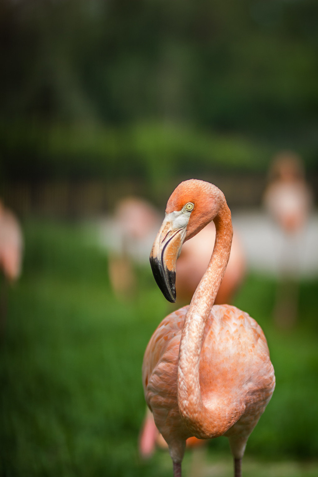 鐏儓楦熺潾姣涜啅瀵嗙⒊,鐏儓楦熺粏寰潾姣涜啅