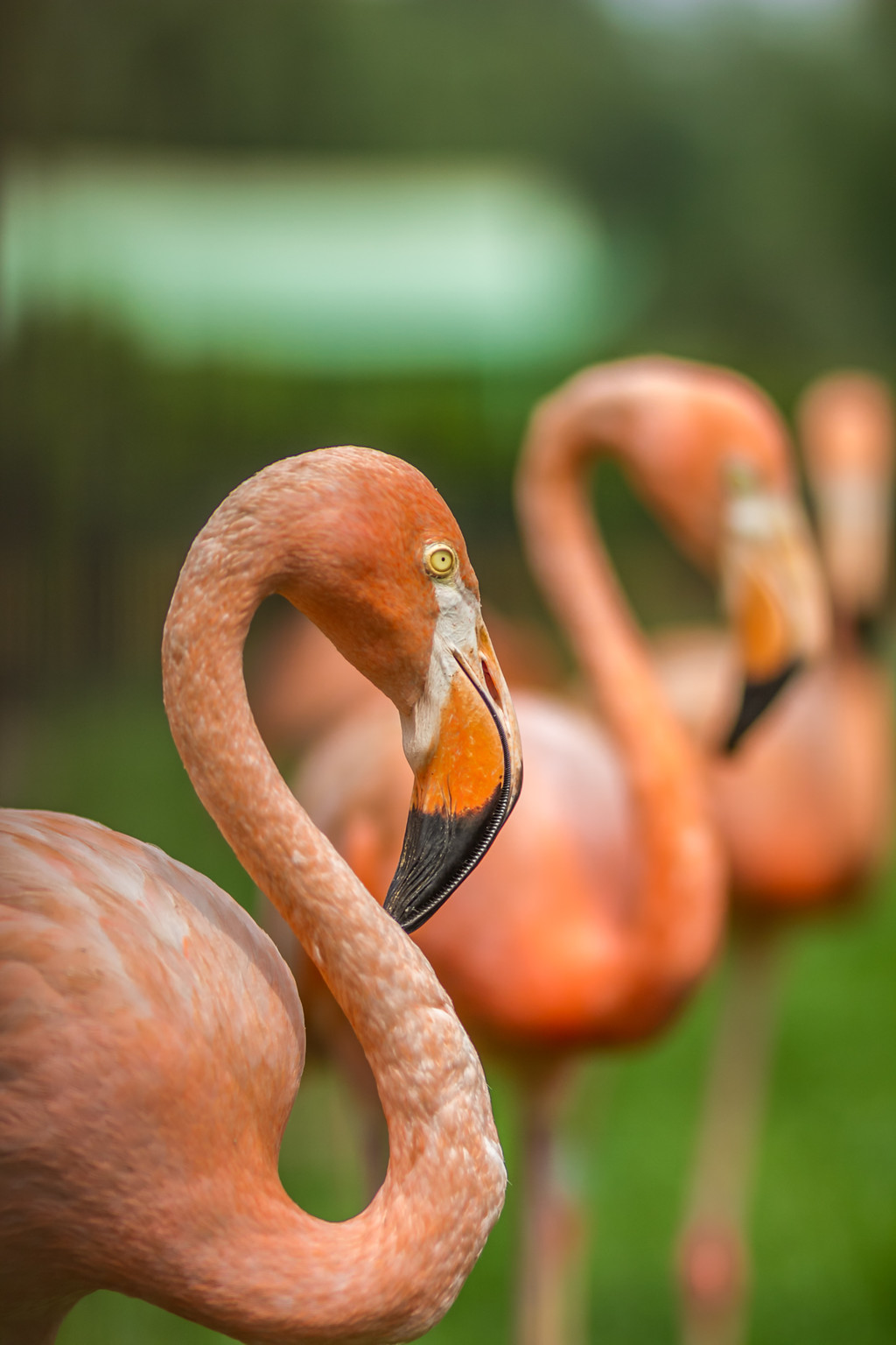 鐏儓楦熺潾姣涜啅瀵嗙⒊,鐏儓楦熺粏寰潾姣涜啅