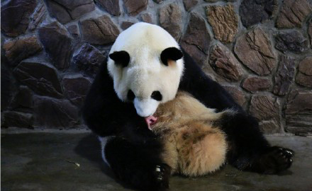 国宝熊猫“晶晶”成功产子，《梦幻西游》竟然蹭上了这个热点