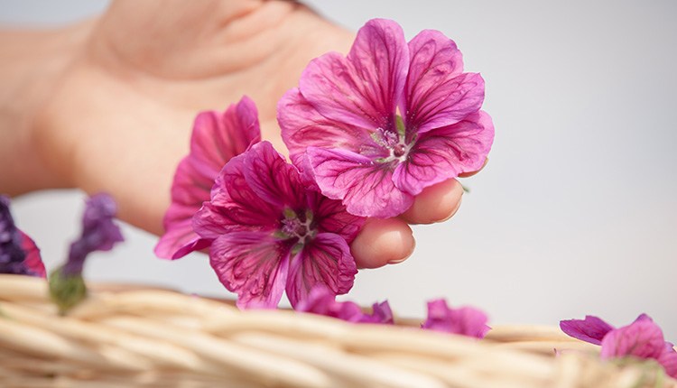 纯天然就是安全的吗,纯天然的就是最好的这句话对吗