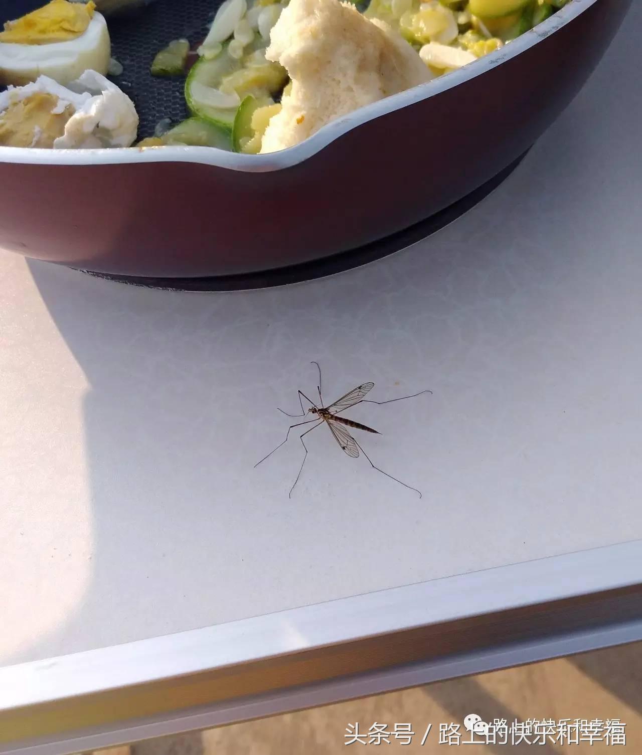 内蒙古呼伦贝尔大草原之行,内蒙呼伦贝尔大草原旅行