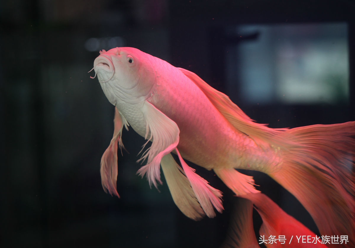 养锦鲤日常注意事项,如何正确饲养锦鲤