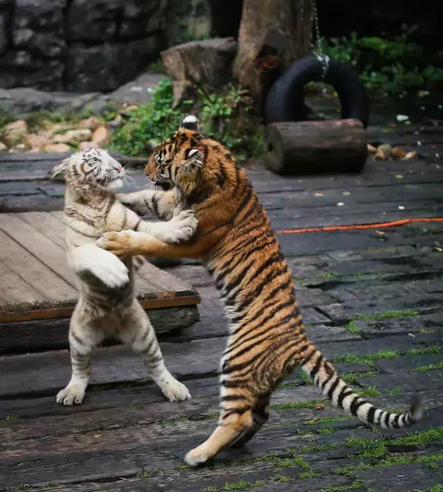 广州旅游攻略长隆动物世界,去广州旅游攻略长隆动物园