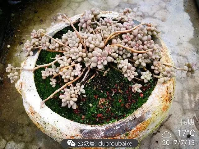 苔藓与多肉,多肉与苔藓的巧妙组合