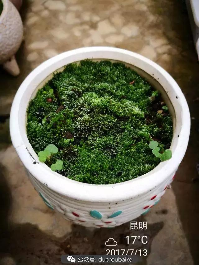 苔藓与多肉,多肉与苔藓的巧妙组合