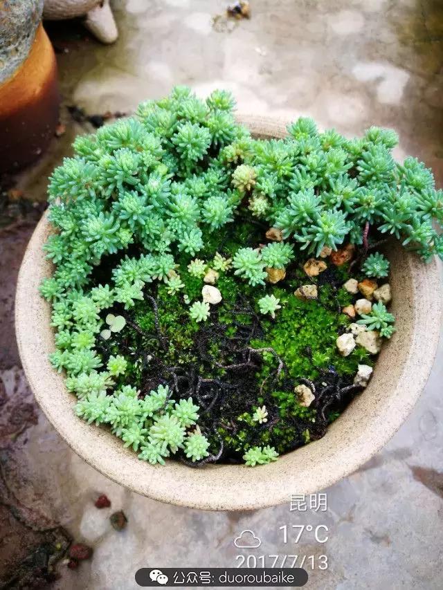 苔藓与多肉,多肉与苔藓的巧妙组合