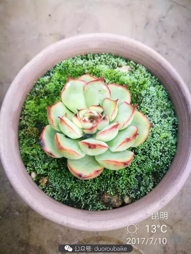 苔藓与多肉,多肉与苔藓的巧妙组合