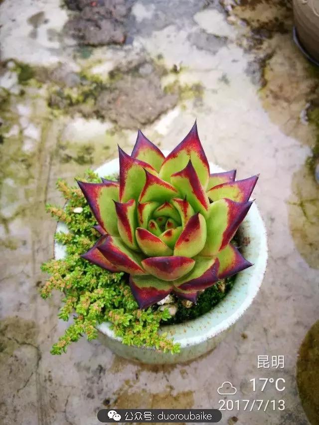 苔藓与多肉,多肉与苔藓的巧妙组合